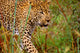 Male Leopard Wall Mural