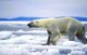 Polar Bear Running On An Ice Flow In Wager Bay, Canada Wall Mural