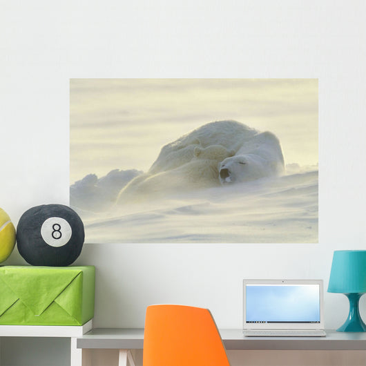 Polar Bears Sleeping At Sunset Wall Mural