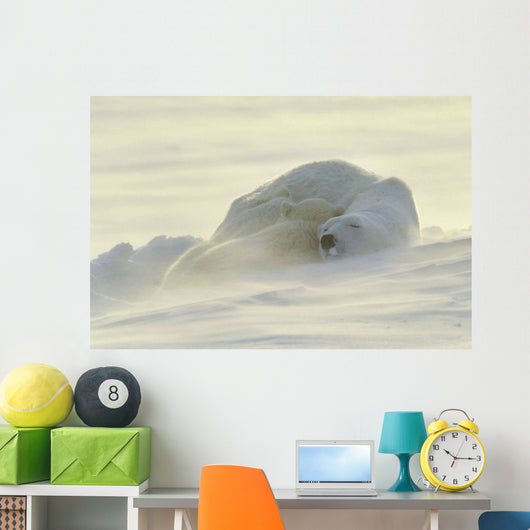 Polar Bears Sleeping At Sunset Wall Mural