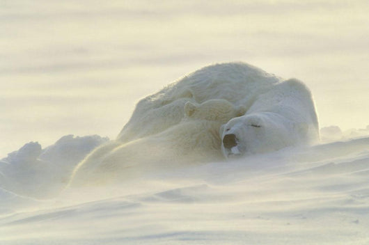 Polar Bears Sleeping At Sunset Wall Mural