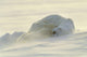 Polar Bears Sleeping At Sunset Wall Mural