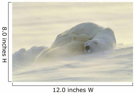 Polar Bears Sleeping At Sunset Wall Mural