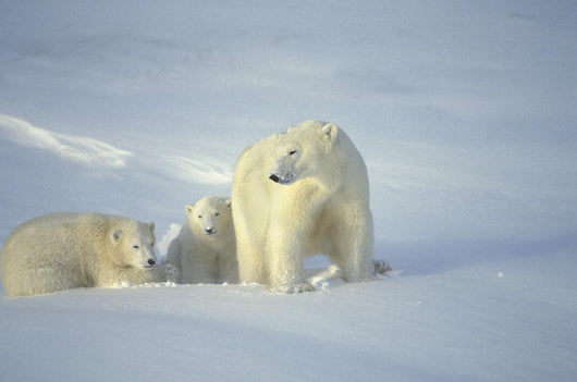 Polar Bears With Cubs Wall Mural