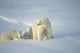 Polar Bears With Cubs Wall Mural
