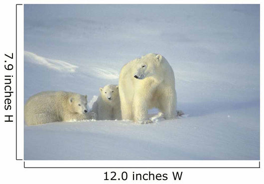 Polar Bears With Cubs Wall Mural