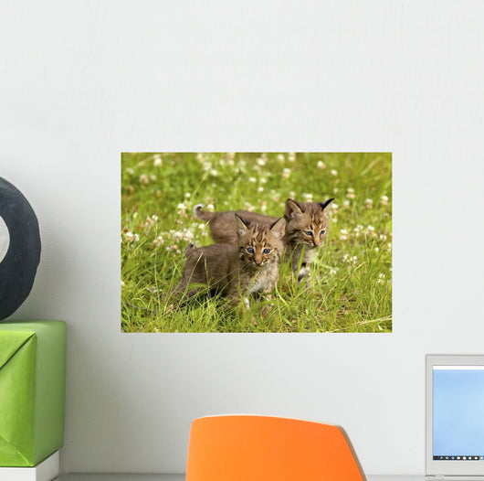 Bobcat Kittens Wall Mural