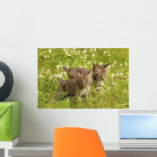 Bobcat Kittens Wall Mural