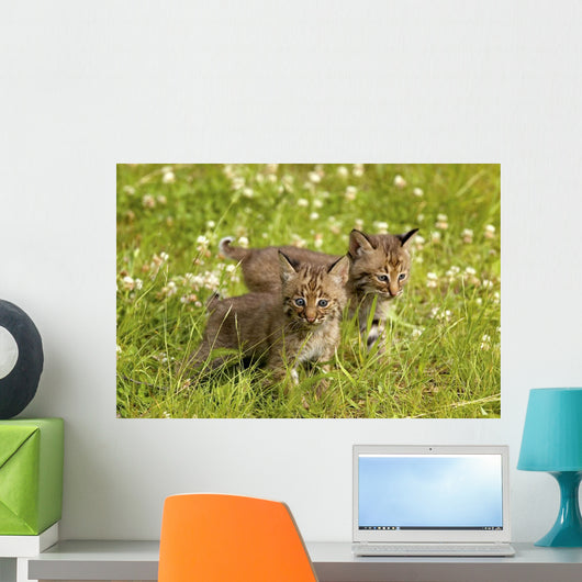 Bobcat Kittens Wall Mural