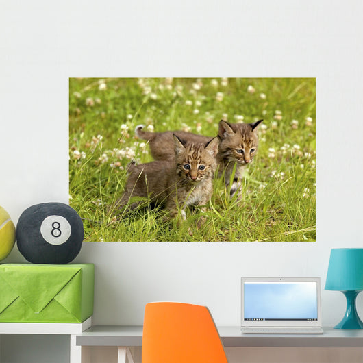 Bobcat Kittens Wall Mural