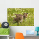 Bobcat Kittens Wall Mural