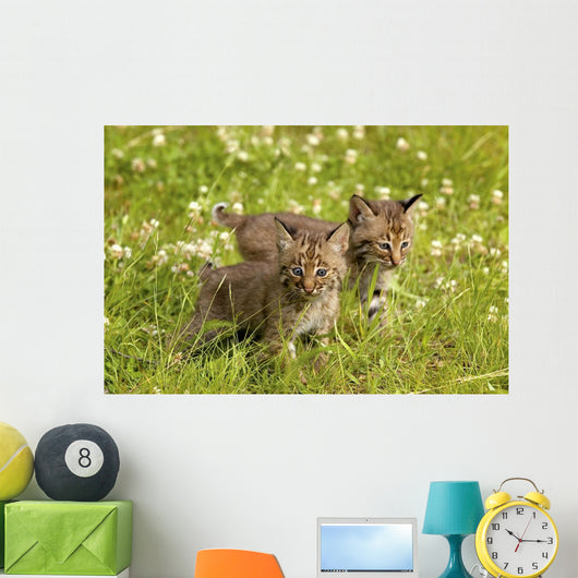 Bobcat Kittens Wall Mural