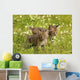 Bobcat Kittens Wall Mural