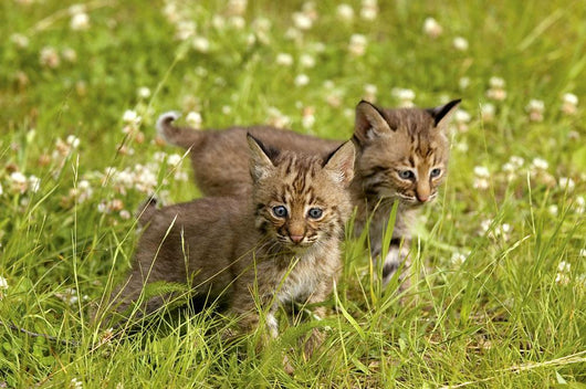 Bobcat Kittens Wall Mural