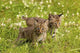 Bobcat Kittens Wall Mural