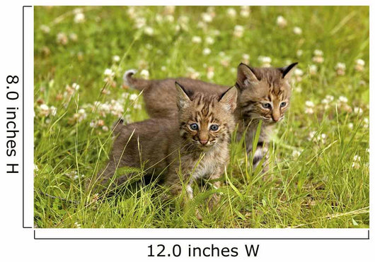 Bobcat Kittens Wall Mural