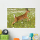 White Tailed Deer Fawn In Field Of Spring Flowers Wall Mural