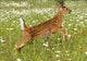 White Tailed Deer Fawn In Field Of Spring Flowers Wall Mural