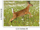 White Tailed Deer Fawn In Field Of Spring Flowers Wall Mural