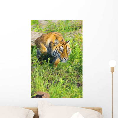 Bengal Tigress Prowl Wall Mural shown on a wall