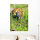 Bengal Tigress On The Prowl Wall Mural