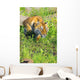 Bengal Tigress On The Prowl Wall Mural