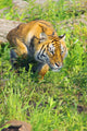 Bengal Tigress On The Prowl Wall Mural