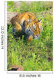 Bengal Tigress On The Prowl Wall Mural