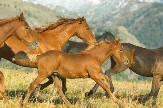 Running Horses Wall Mural