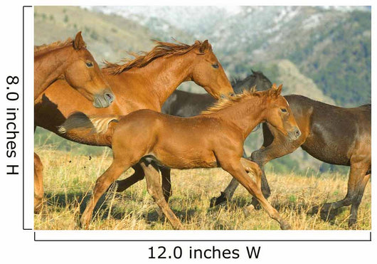 Running Horses Wall Mural