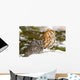 Two Screech Owls Wall Mural