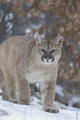 Cougar In Snowfall Wall Mural