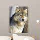 Timber Wolf Wall Mural