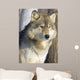 Timber Wolf Wall Mural