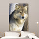 Timber Wolf Wall Mural