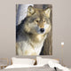 Timber Wolf Wall Mural
