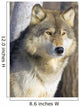 Timber Wolf Wall Mural
