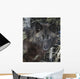 Black Timber Wolf Wall Mural