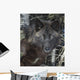 Black Timber Wolf Wall Mural