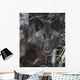 Black Timber Wolf Wall Mural