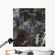 Black Timber Wolf Wall Mural