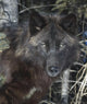 Black Timber Wolf Wall Mural