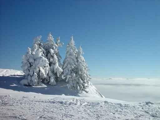 Winter Trees Wall Decal Design 4