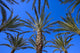 Palm Trees Wall Mural