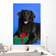 Dog With Present Wall Mural