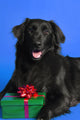 Dog With Present Wall Mural