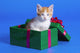 Kitten In Gift Box Wall Mural