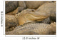 Alligators Wall Mural