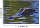 Alligator Wall Mural