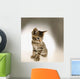 Kitten Wall Mural